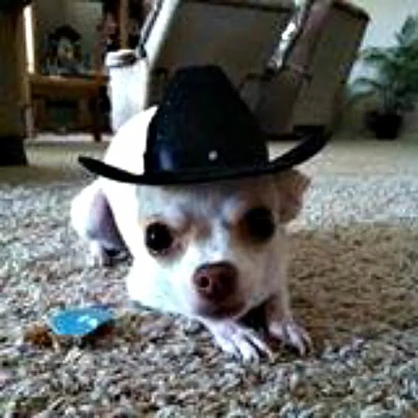 Tinka the Chihuahua