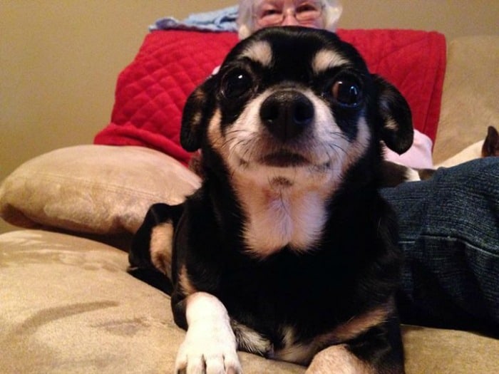 Peanut the Chihuahua