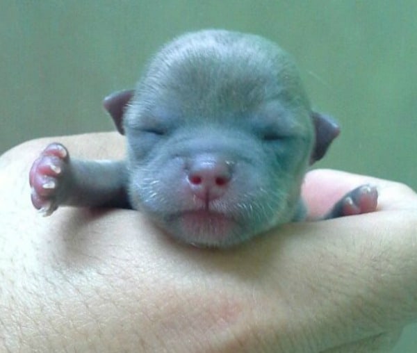 newborn Chihuahua puppy