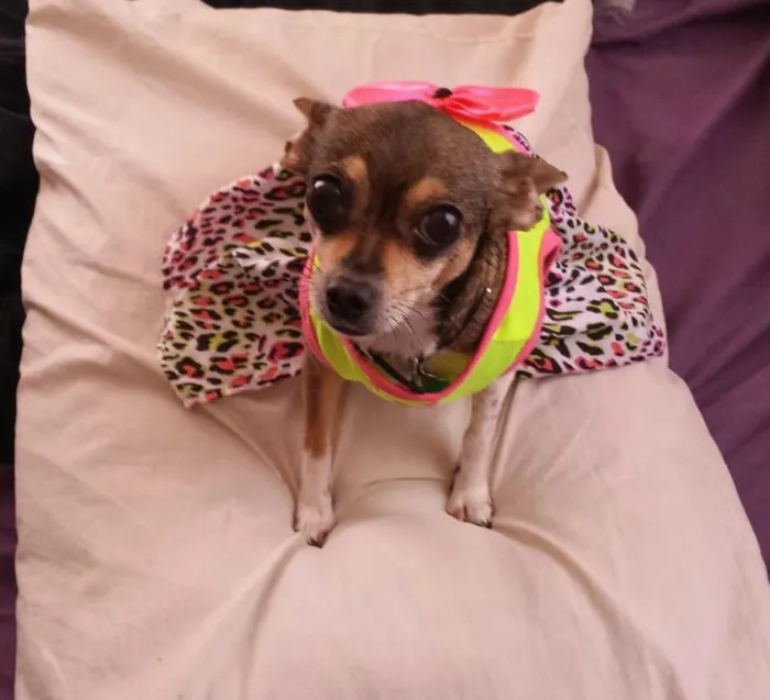 Chihuahua in a dress 