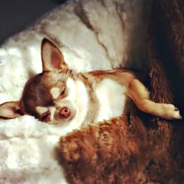 Sleeping Chihuahua