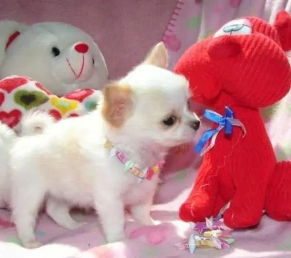 chi pup with toy