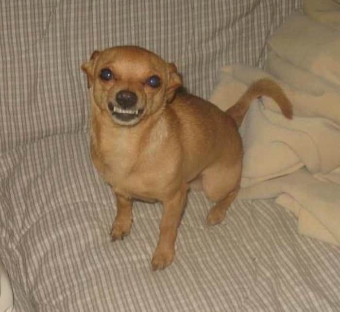 Valentino the smiling Chihuahua