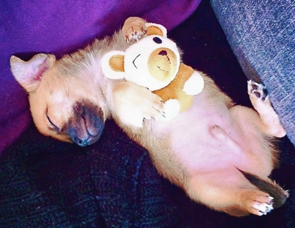 puppy with teddy bear