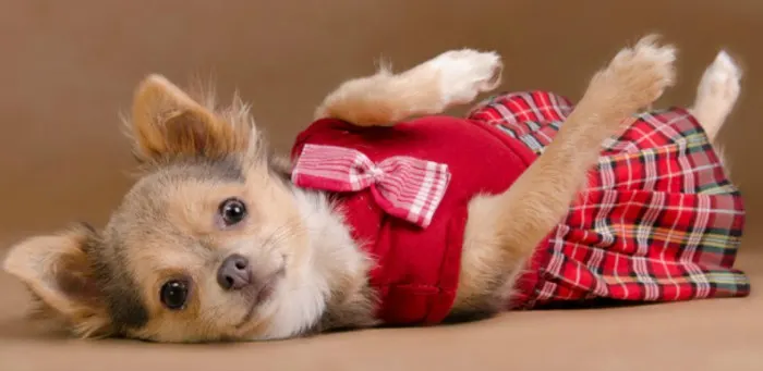 Chihuahua in red plaid dress 