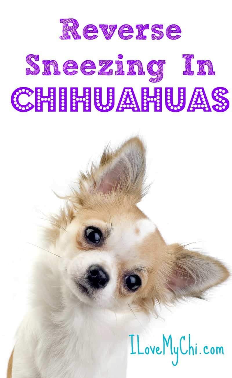 Chihuahua with text overlay saying "reverse sneezing in Chihuahuas" - graphic for Pinterest.