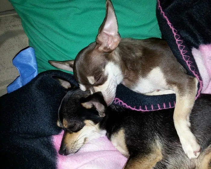 sleeping chi group 