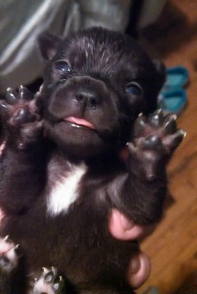 tiny black pup