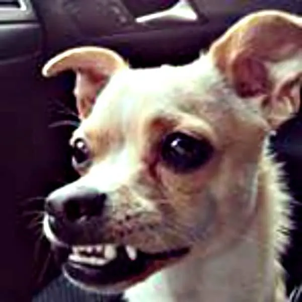 smiling Chihuahua
