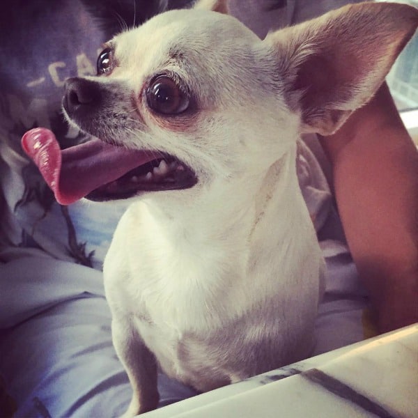 smiley Chihuahua
