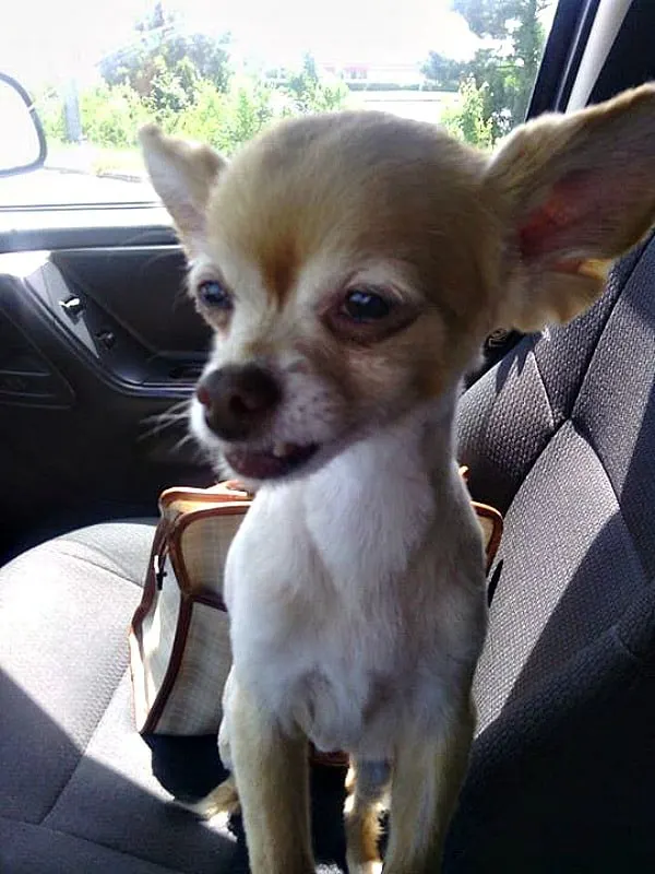 smiling Chihuahua