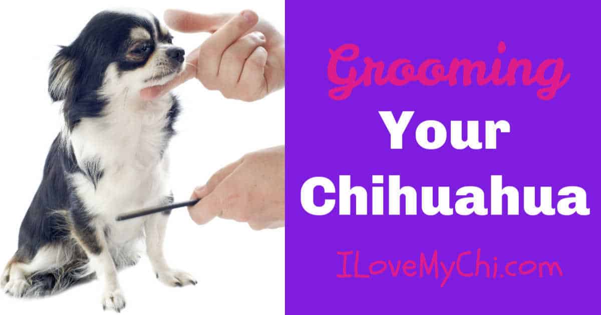Grooming Your Chihuahua - I Love My Chi