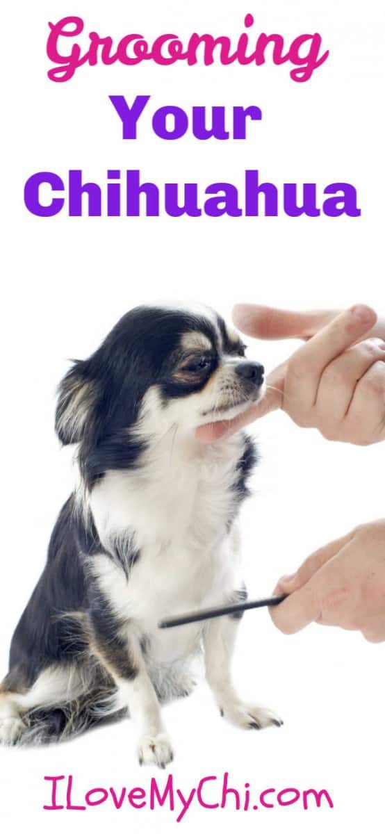 chihuahua being groomed