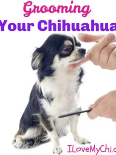 chihuahua being groomed