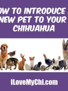 group of different types of pets