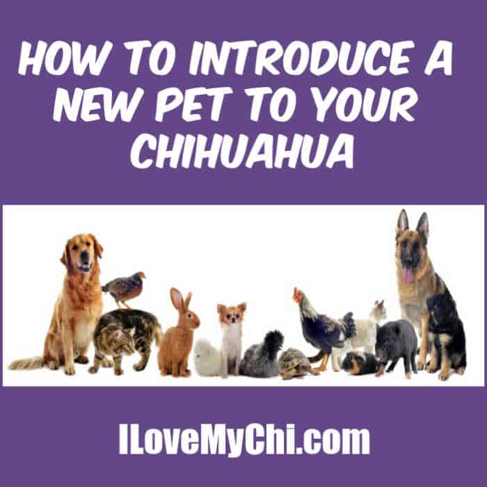 How to Introduce a New Pet to Your Chihuahua - I Love My Chi