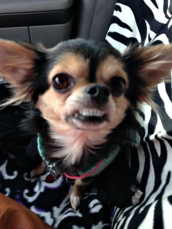 Smiling Chihuahua