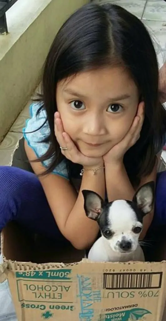 Child and Chihuahua playing in a box