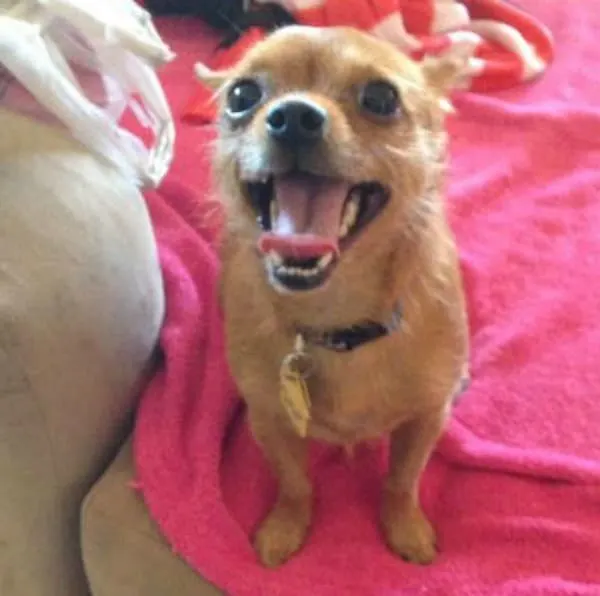 Lily the Chihuahua