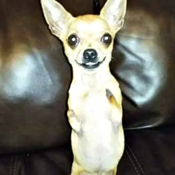 Skippy the 2 legged Chihuahua