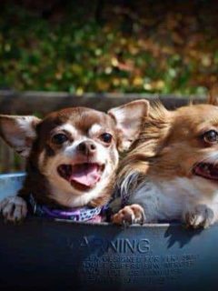 2 Chihuahuas in baby swing