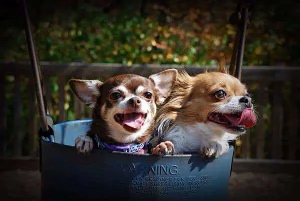 2 Chihuahuas in baby swing