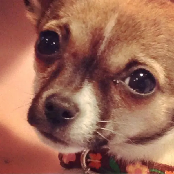 Rylee the Chihuahua