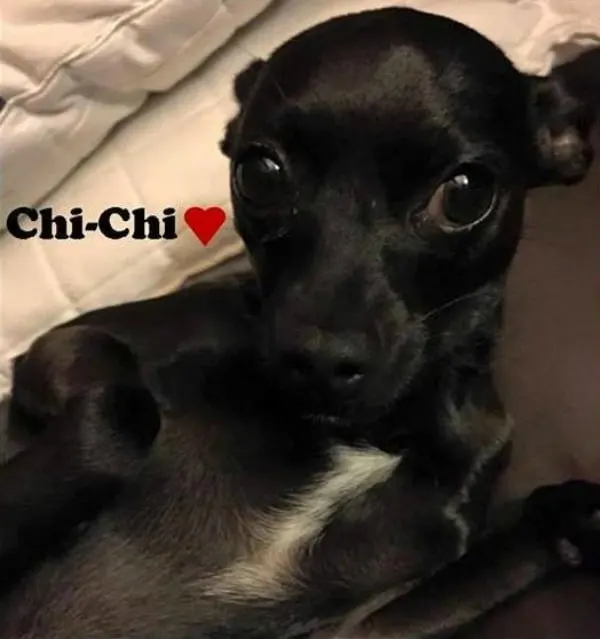 Chi-Chi the Chihuahua 