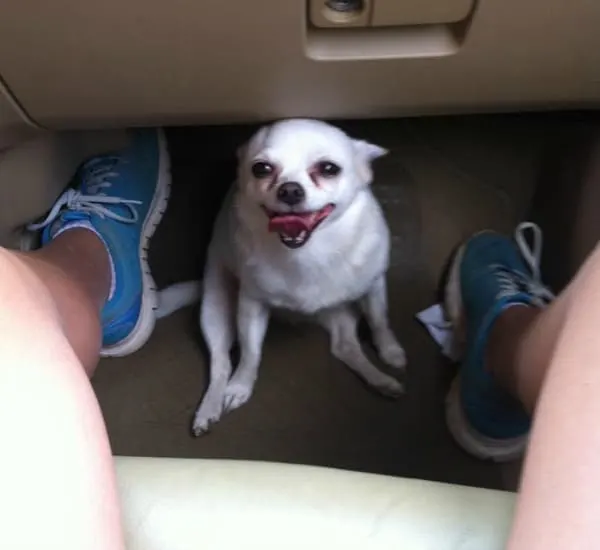 smiley Chihuahua
