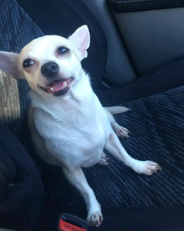white smiling Chihuahua
