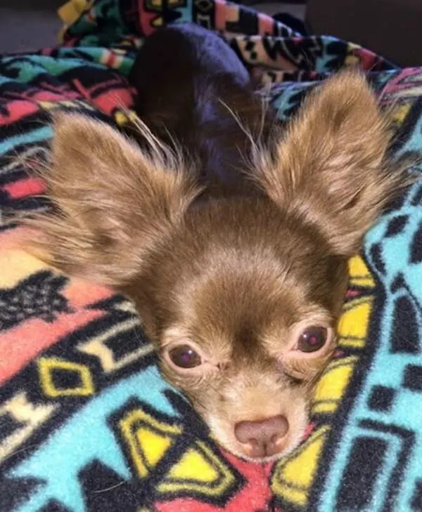 Mimi the Chihuahua