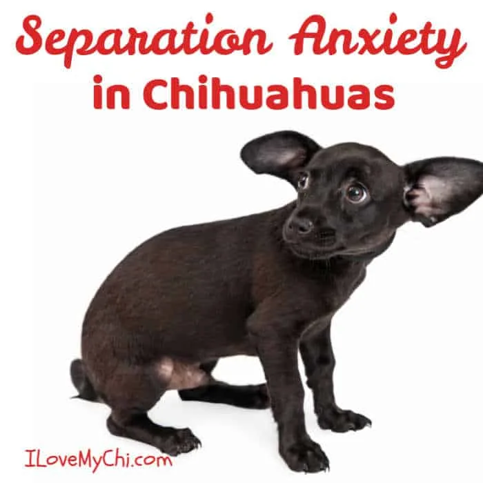 anxious black chihuahua puppy