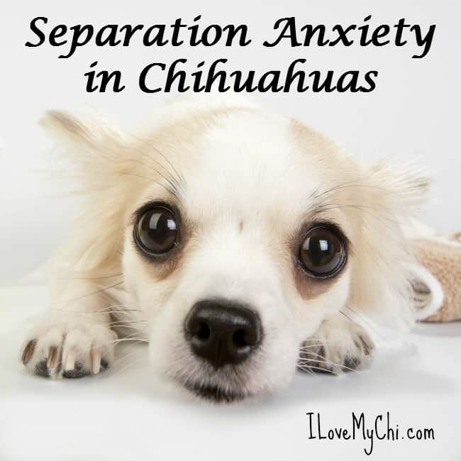 Separation Anxiety in Chihuahuas