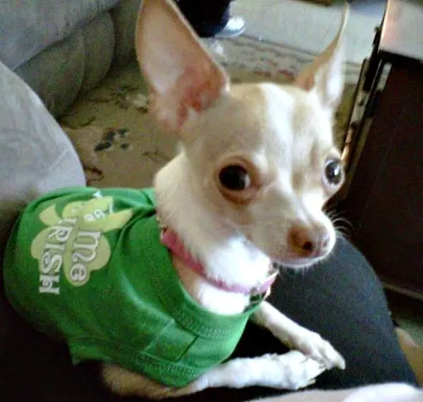 Lola the Chihuahua