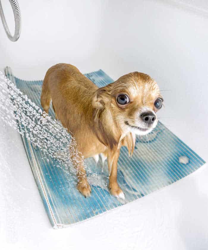 fawn chihuahua getting a bath