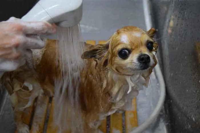 a chihuahua getting bathed