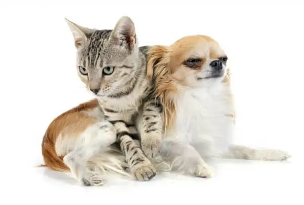cat and Chihuahua