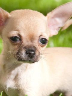 fawn chihuahua puppy