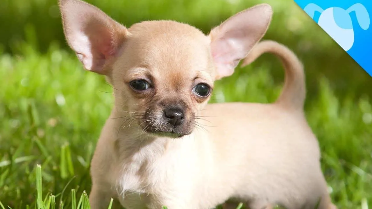 fawn chihuahua puppy