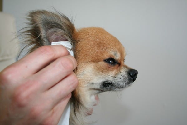 hand wiping chihuahua's ear with white cloth