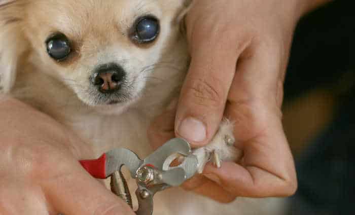 cute chihuahua getting nails clipped