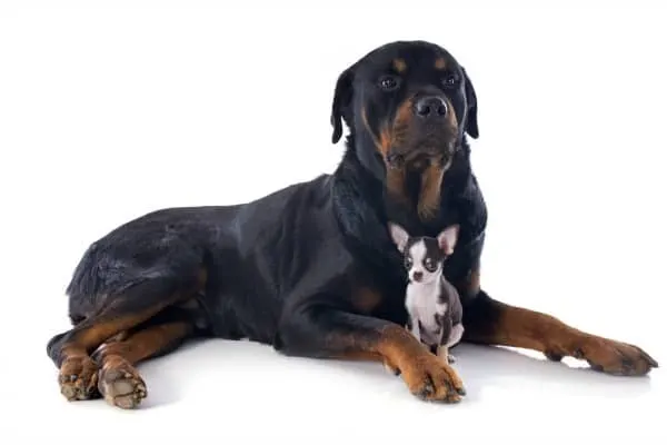 Rottweiler  with a Chihuahua.