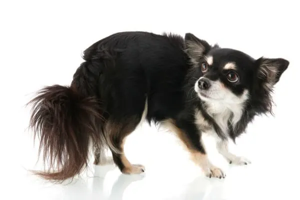 timid long hair chihuahua