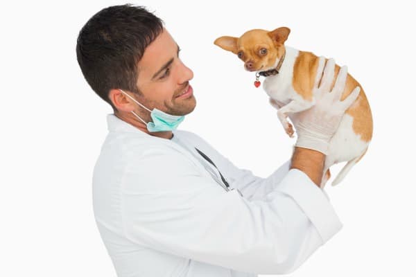 male Vet holding Chihuahua