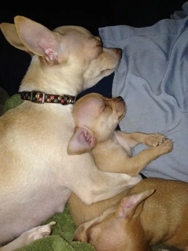 Mother Chihuahua and puppies