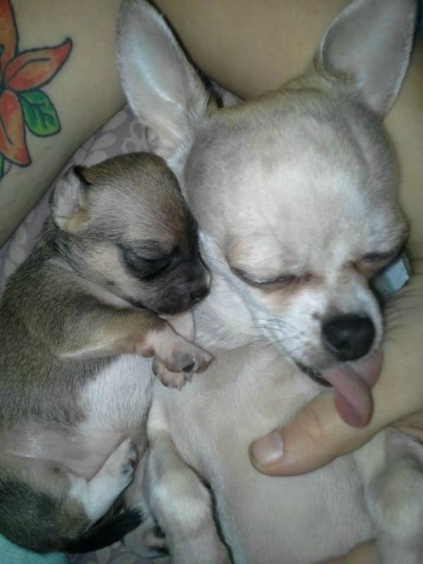 Chihuahua mom and 3 week old puppy
