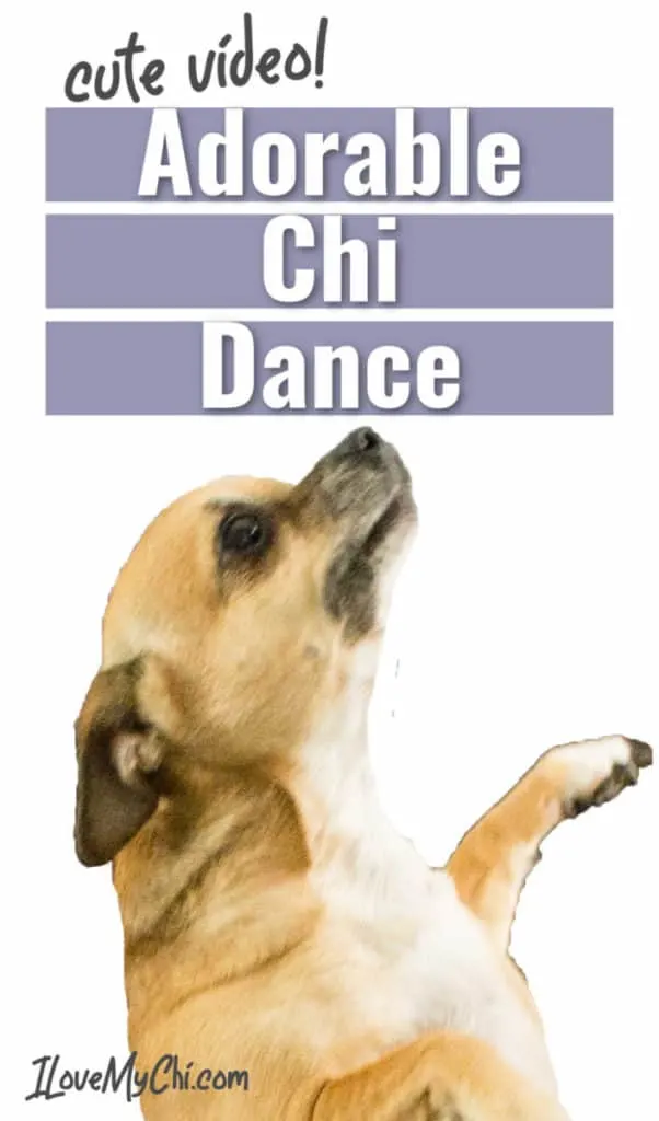 dancing chihuahua