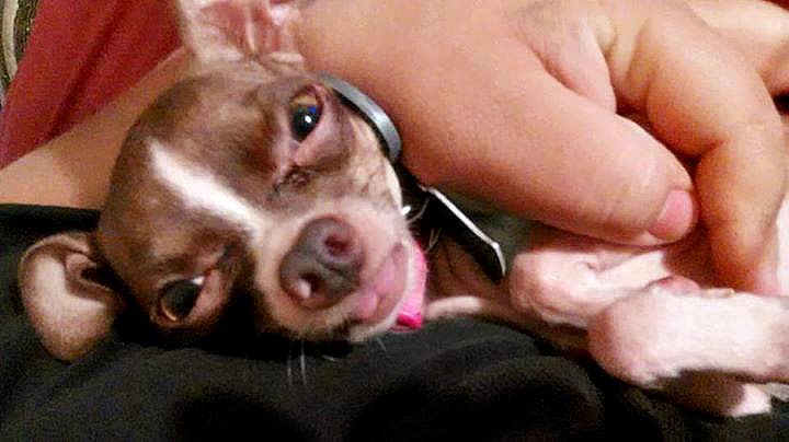 Lemur the Chihuahua