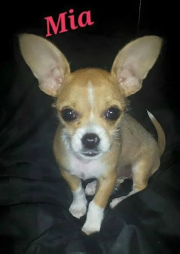 Mia the Chihuahua
