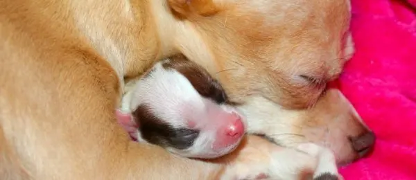 Chihuahua mom and baby